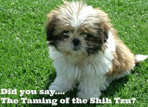 tamingshihtzu